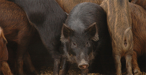 Feral Hog Management